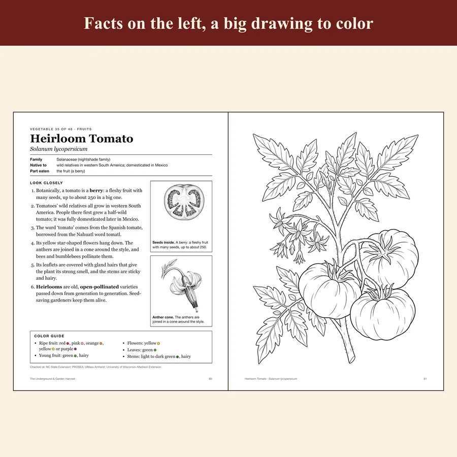 The Underground & Garden Harvest — etsy 02 tomato