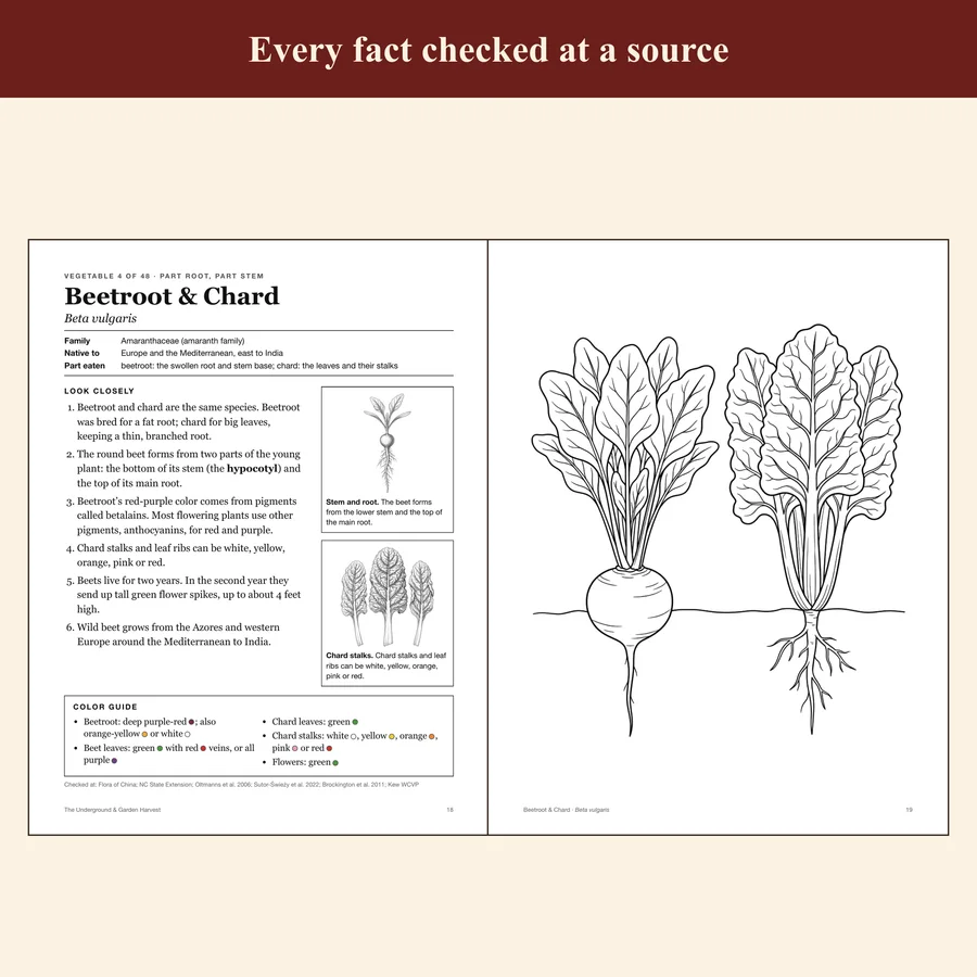 The Underground & Garden Harvest — etsy 03 beetroot