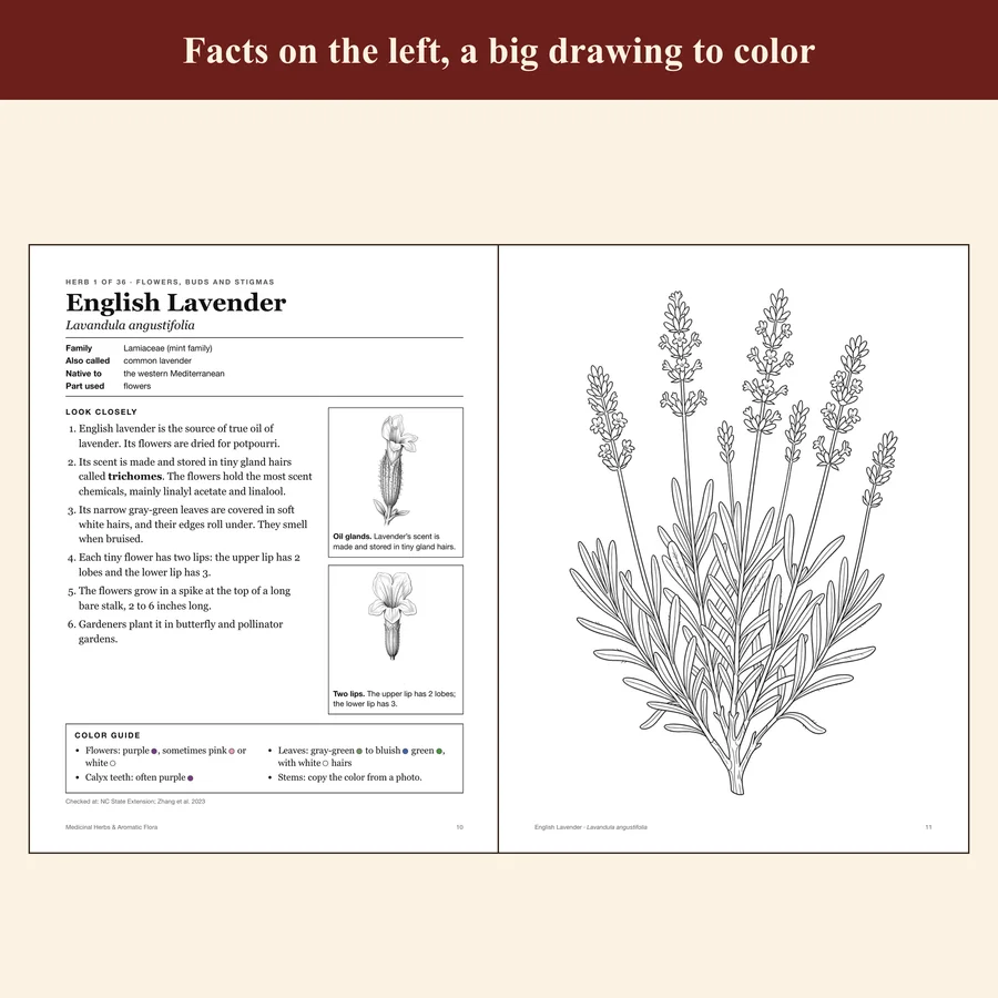 Medicinal Herbs & Aromatic Flora — etsy 02 lavender