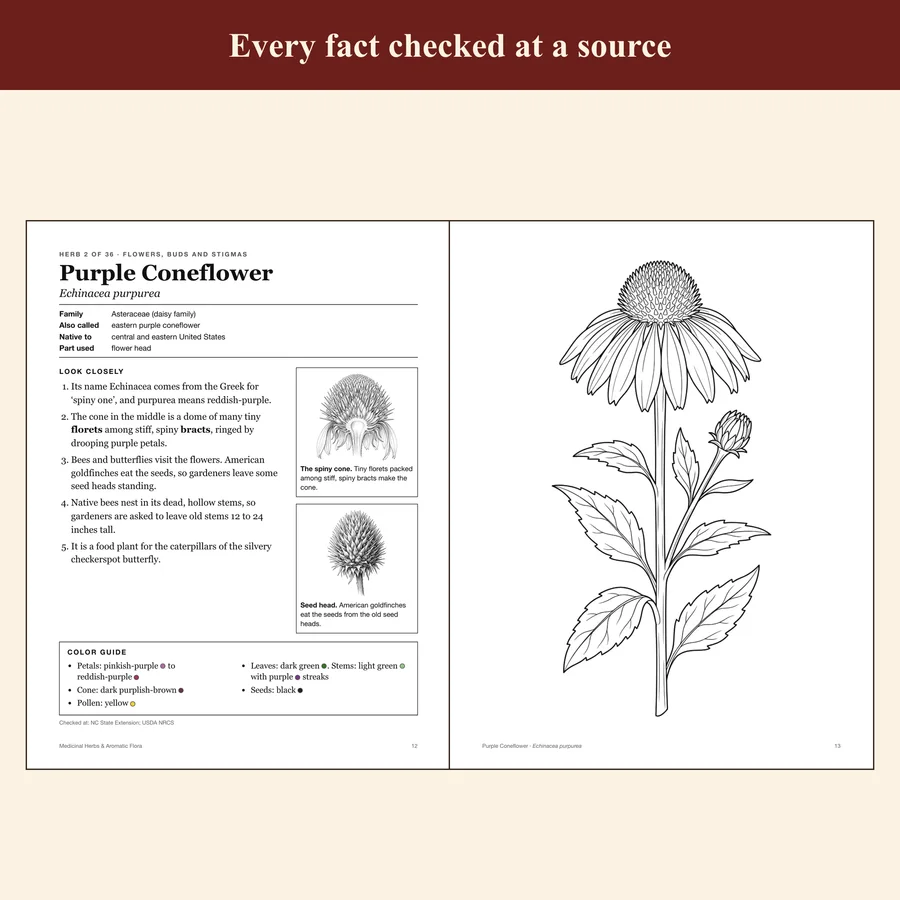 Medicinal Herbs & Aromatic Flora — etsy 03 coneflower