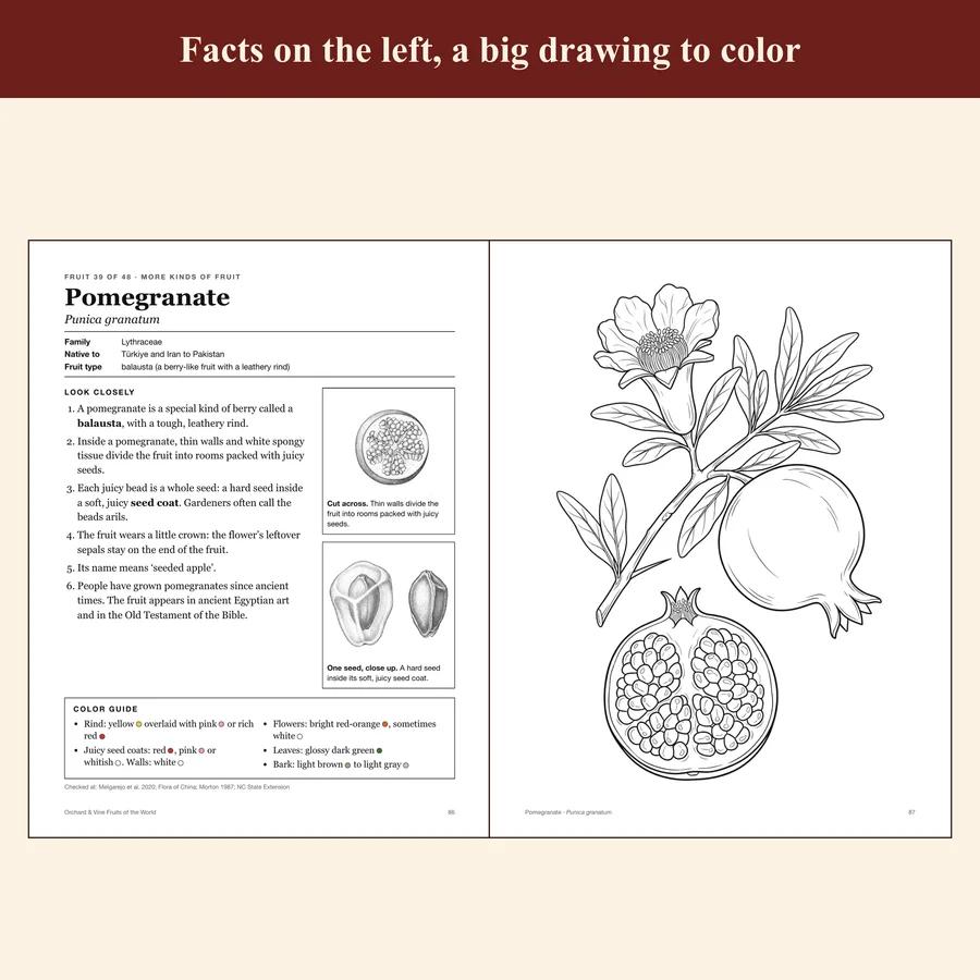 Orchard & Vine — Fruits of the World — etsy 02 pomegranate