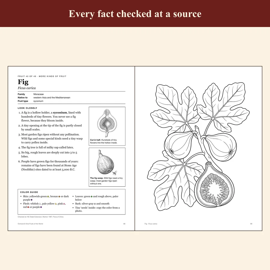Orchard & Vine — Fruits of the World — etsy 03 fig