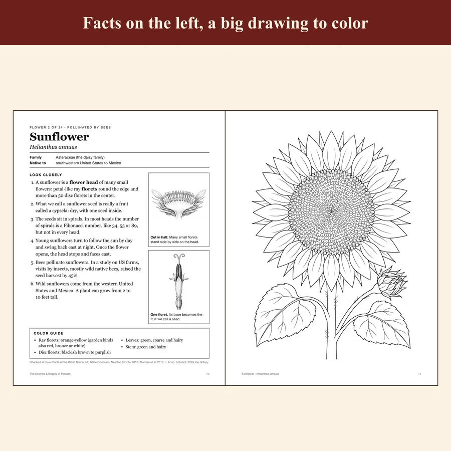 The Science & Beauty of Flowers — etsy 02 sunflower
