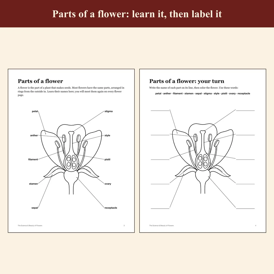The Science & Beauty of Flowers — etsy 03 parts